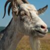 Sacrifice | 'Aqeeqah | Qurbani | ذبيحة