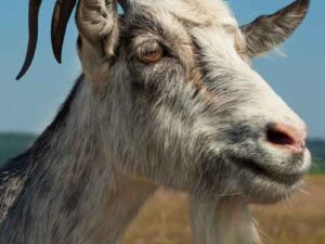 Sacrifice | 'Aqeeqah | Qurbani | ذبيحة